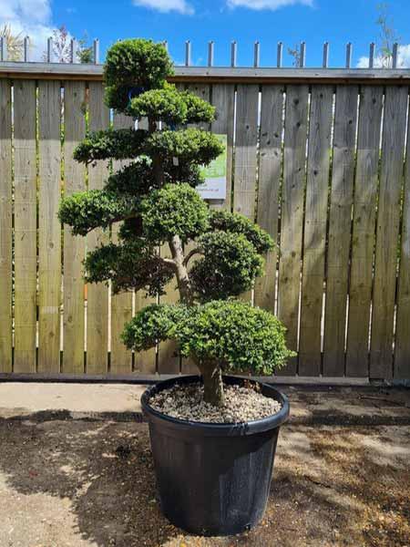 Ilex Crenata Cloud Tree Unique Tree For Sale UK