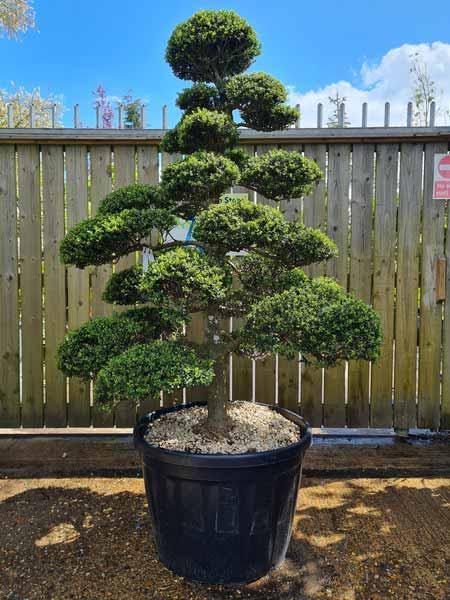 Ilex Crenata Cloud Tree Unique Tree For Sale UK