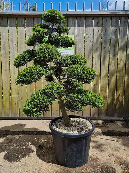 Ilex Crenata Cloud Tree Unique Tree For Sale UK