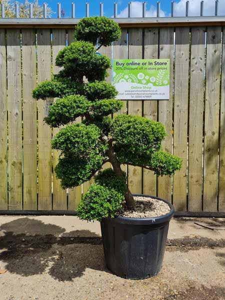 Ilex Crenata Cloud Tree Unique Tree For Sale UK