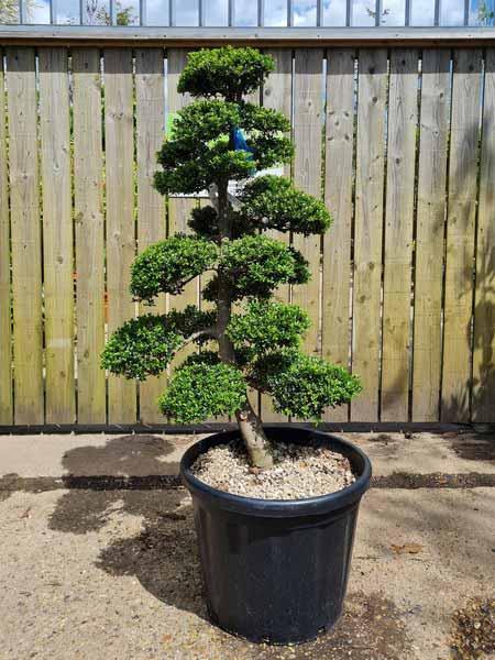 Ilex Crenata Unique Tree For Sale UK