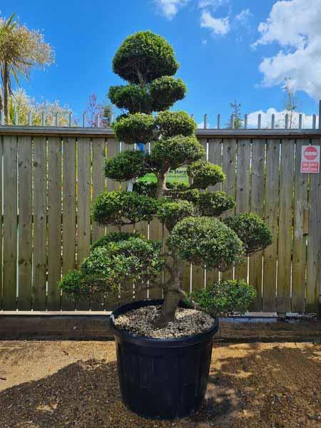 Ilex Crenata Cloud Tree Unique Tree For Sale UK