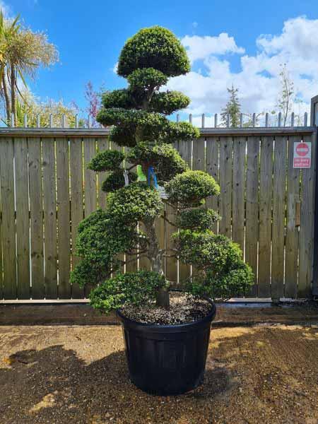 Ilex Crenata Cloud Tree Unique Tree For Sale UK