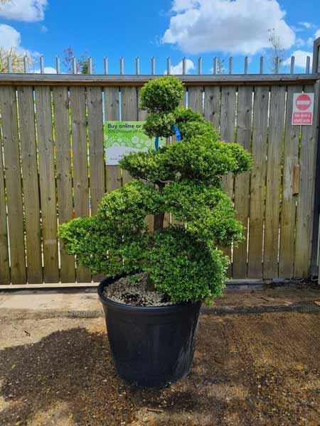 Ilex Crenata Cloud Tree Unique Tree For Sale UK 