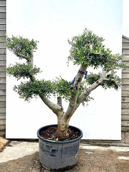 Olea Europaea Olive Tree Unique Tree For Sale UK