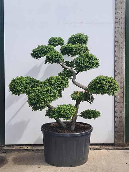 Ulmus minor Jacqueline Hillier Cloud Tree Unique Tree For Sale UK