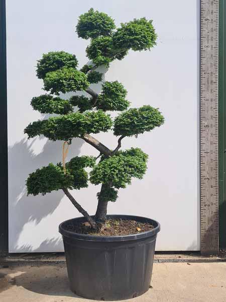 Ulmus minor Jacqueline Hillier Cloud Tree Unique Tree For Sale UK