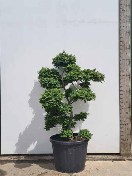 Ulmus minor Jacqueline Hillier Cloud Tree Unique Tree For Sale UK