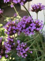 Cluster of South American Vervain flowerheads, growing in an English garden