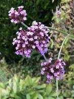 Cluster of South American Vervain flowerheads, growing in an English garden