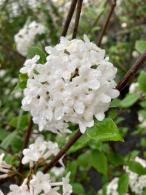 Viburnum Burkwoodii x Burkwoodii flowering in April, semi-evergreen shrub with highly perfumed flowers, buy UK