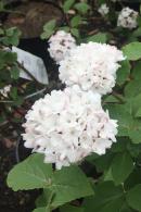 Viburnum Carlesii Aurora close up detail of fragrant pale pink flowers and foliage