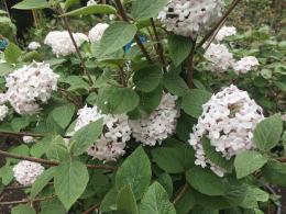 Viburnum Carlesii Aurora close up detail of fragrant pale pink flowers and foliage