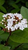 Compact evergreen shrub featuring dark green foliage. Clusters of pink buds opening to white flowers in winter and metallic blue black berries. Ideal for hedges or adding year round interest.