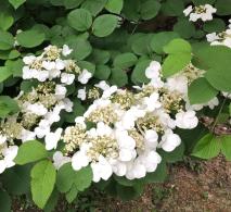 Viburnum Mariesii or Japanese Snowball shrub flowers and foliage detail, UK garden.