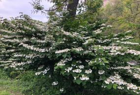 Viburnum Mariesii or Japanese Snowball shrub flowers and foliage detail, UK garden.