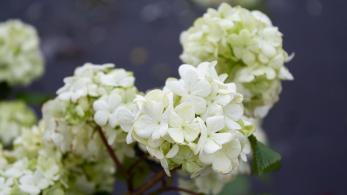 Stunning deciduous shrub known for its large. Round clusters of white flowers that bloom in late spring. Creating a breathtaking display.