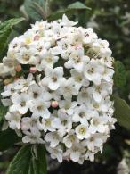 Viburnum Burkwoodii x Burkwoodii flowering in April, semi-evergreen shrub with highly perfumed flowers, buy UK