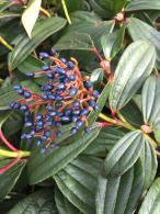 Viburnum Davidii is a lush evergreen shrub which is bushy and dense