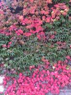 Parthenocissus Quinquefolia or Virginia Creeeper to buy online UK