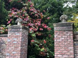 Vitis Coignetiae Buy Crimson Glory Vine Climber growing in an English garden