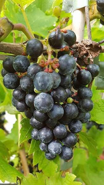 Black grape wine best sale