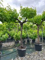 Muscat Blanc à Petits Grains. Vitis Vinifera Blanc Climber, buy UK delivery.