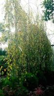 Weeping Silver Birch, Specimen Trees, full standard trees with clear stems.