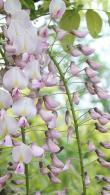 Wisteria Floribunda Honbeni, prolific climbing plant to buy online, London garden centre, UK.