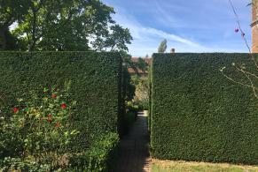 Evergreen Yew Hedging Looking Good in Winter