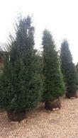 Taxus Baccata, evergreen conifer, Paramount Plants, London UK. Yews for sale at our London garden centre & online.