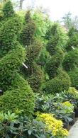 Yew Spirals(Taxus Baccata Topiary Spirals), Topiary plants, UK