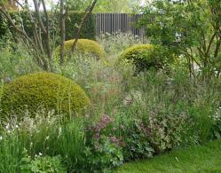 Taxus Baccata Ball topiary plants for sale at our London garden nursery, UK delivery