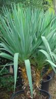 Yucca Gloriosa an evergreen hardy succulent Yucca 