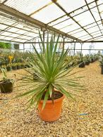 Yucca Gloriosa an evergreen hardy succulent Yucca 