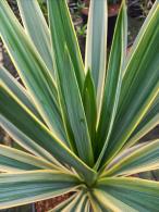 A hardy evergreen with striking. Sword shaped leaves edged in creamy yellow. Adding structure and texture to any garden