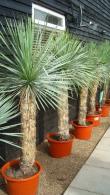 Yucca Rostrata Blue Swan for sale at hardy exotics specialist Paramount Plants and Gardens. We sell online. 