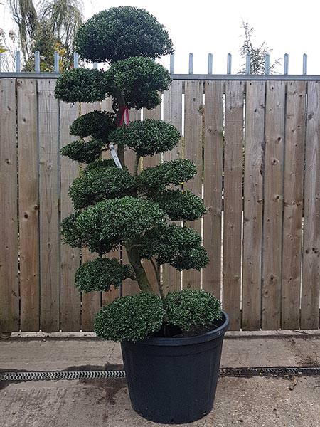 Unique specimen Japanese Cloud Tree Buy UK