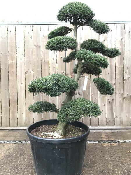 Japanese Holly cloud tree, Ilex Crenata Cloud Tree UK