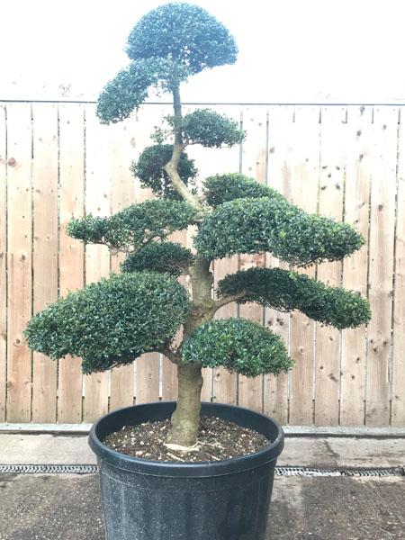 Ilex Crenata Japanese Cloud Tree. Buy UK