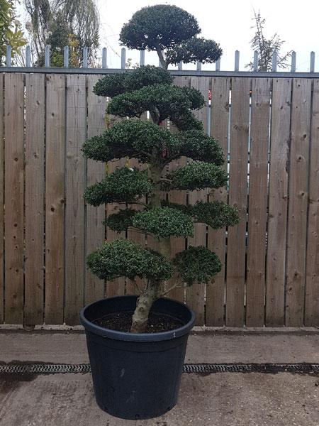 Specimen Ilex Crenata Cloud Trees. Buy UK