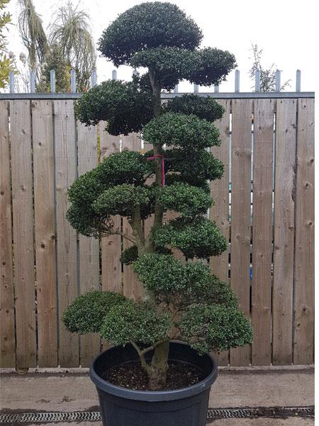 Mature Cloud Tree. Ilex Crenata Buy UK