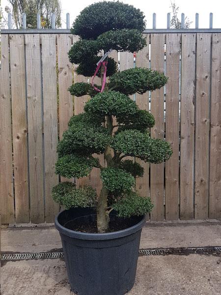 Ilex Crenata Cloud Tree Fully Mature. Buy UK