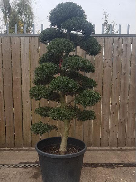 Ilex Crenata Cloud Tree, 1.9 metres high Buy UK