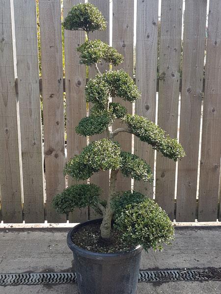 Japanese Niwaki Ilex Crenata Cloud Tree. Buy UK