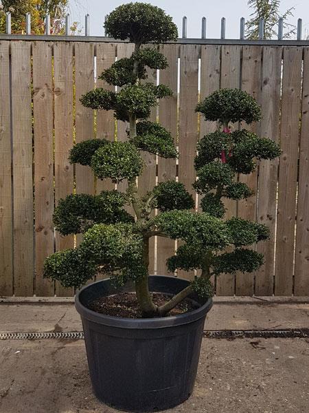 Japanese trained Ilex Crenata Cloud Trees Buy UK