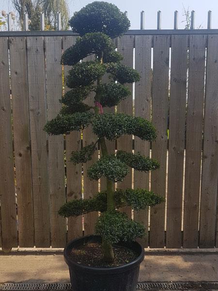 Japanese Ilex Crenata Cloud Trees - Unique Trees UK