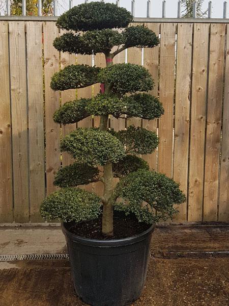 Mature Japanese Cloud Tree. You Buy This Exact Tree UK