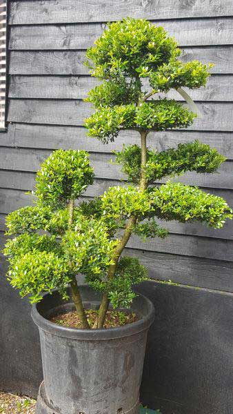 Niwaki Ilex Crenata Cloud Tree, Buy UK