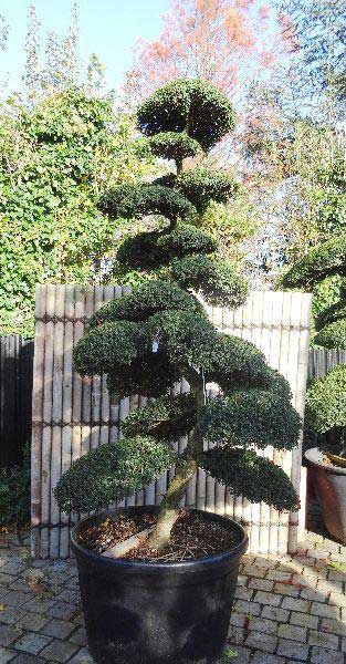 Japanese Holly Cloud Tree For Sale UK